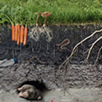 Page de couverture de l'ouvrage Carnets de science numéro 20 représentant un dessin de couches de sol
